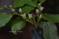Diospyros angustifolia